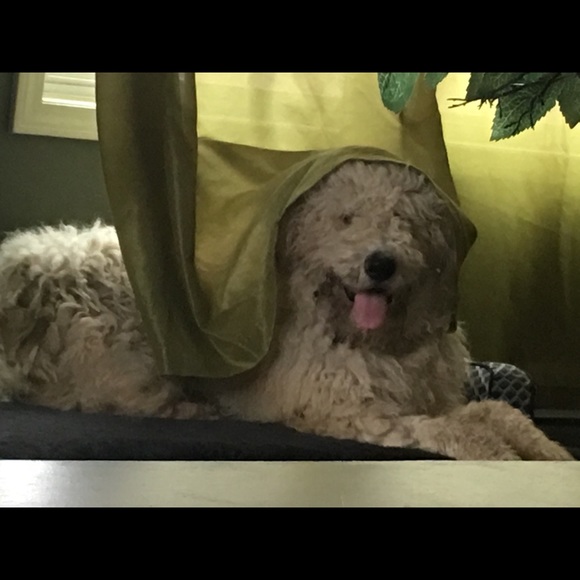 I’m a 59 year old mother of 3 and Nana to 8. My pictures are of my 3 protectors. - Picture 10 of 11